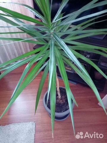 Цветок пальма драцена
