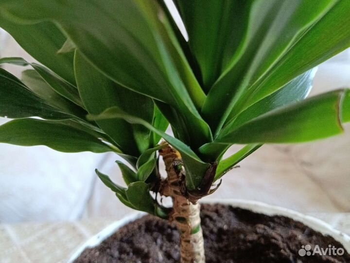 Драцена (пальма)