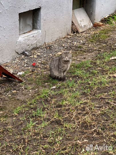 Самый нежный кот Дартаньян ждёт семью