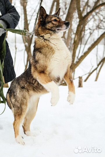 Знакомьтесь- это Тома