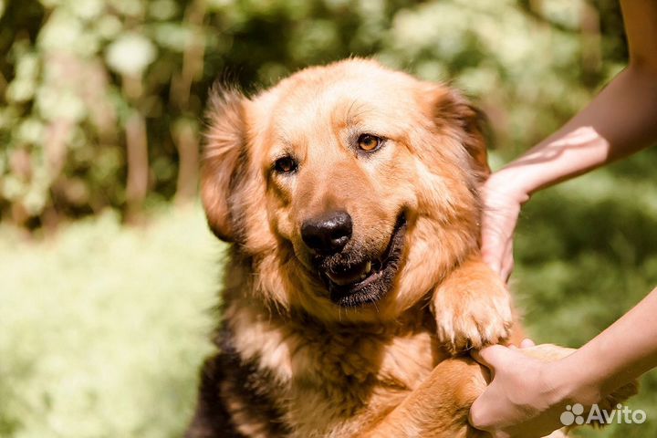 Самая лучшая собака в добрые руки