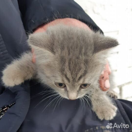 Кошки