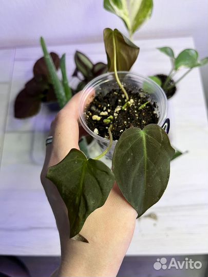 Набор 8 комнатных растений