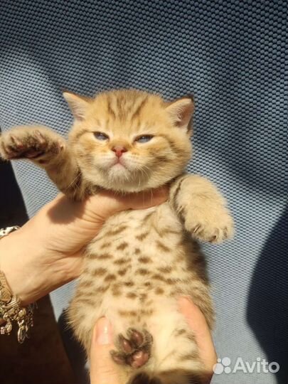 Шотландские котята элитных кровей