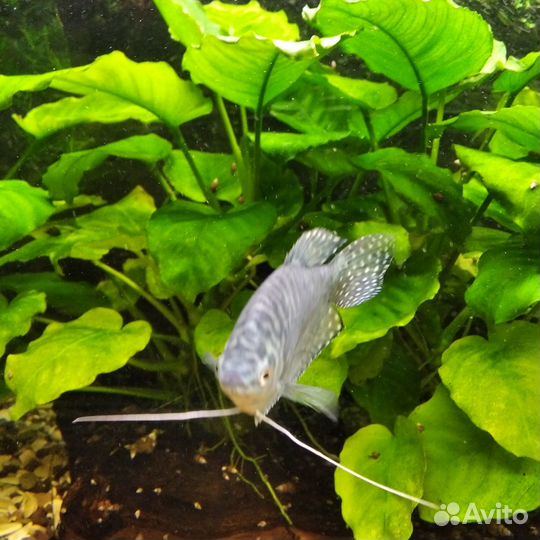 Аквариум с тумбой бу 150 литров. Полный комплект