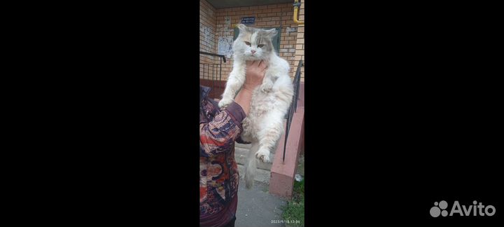 Молодая стерилизованная кошечка