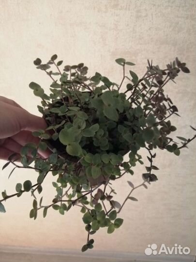 Каллизия ползучая