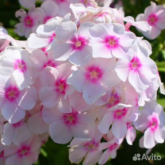 Флоксы различных оттенков и другие многолетники дл