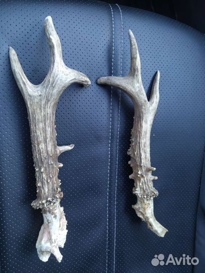 Рога косули