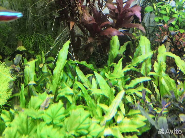 Аквариумные растения