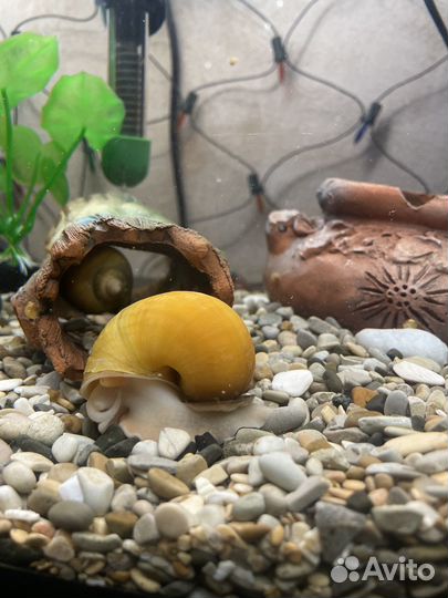 Аквариумные улитки ампулярия