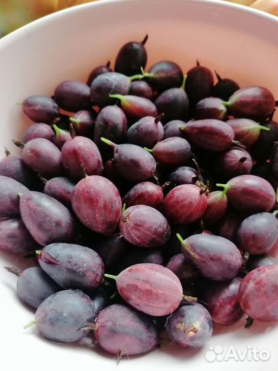 Саженцы слива/крыжовник