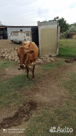 Корова с теленком