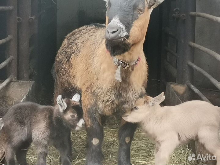 Камерунские козлята