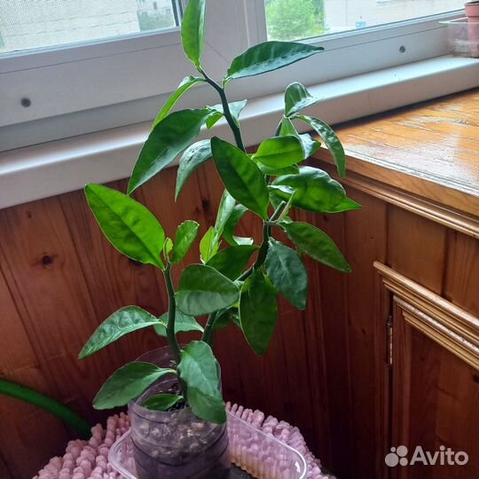 Педилантус