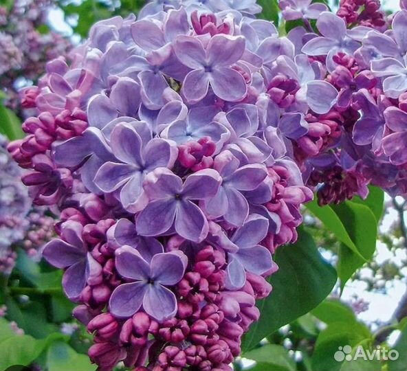 Саженцы сирени