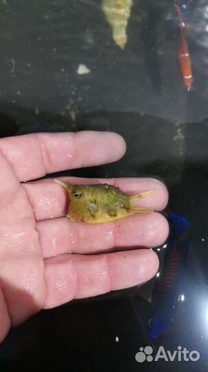 Морские рыбы