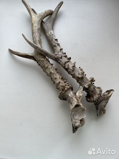 Рога косули