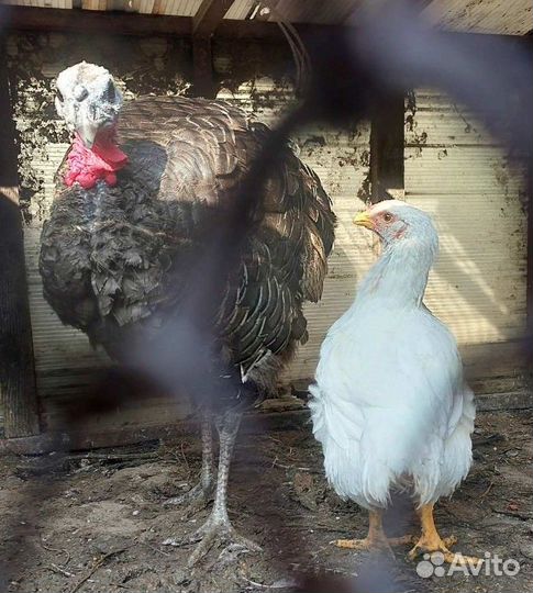 Молодки несушки петушки курочки