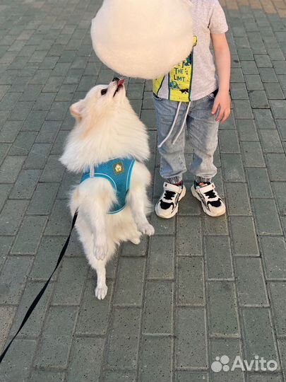 Немецкий шпиц вязка