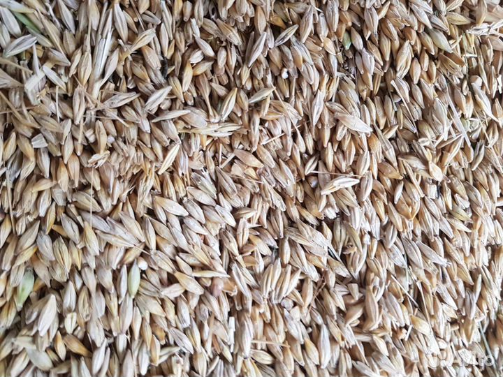 Ячмень яровой