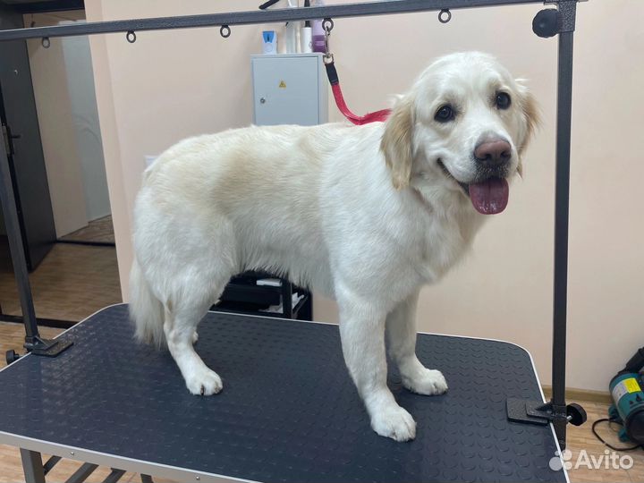 Грумер собак и кошек