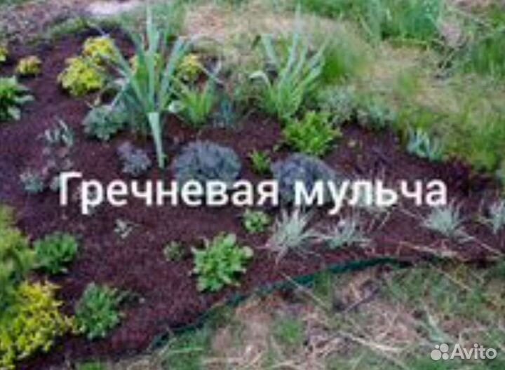 Гречневая шелуха (лузга, мульча)