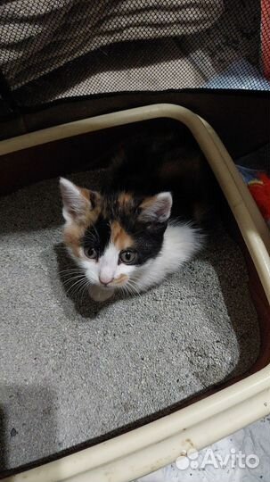 Котенок