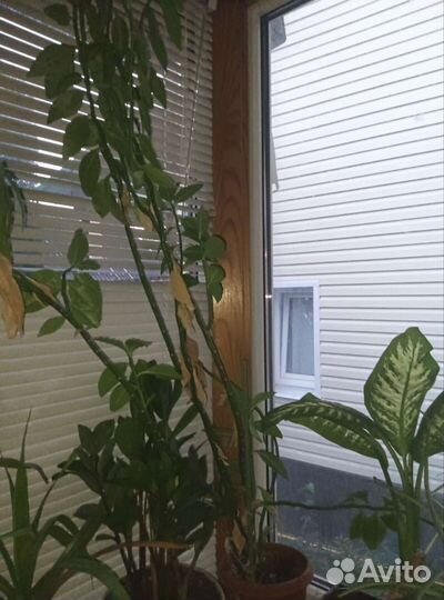 Диффенбахия