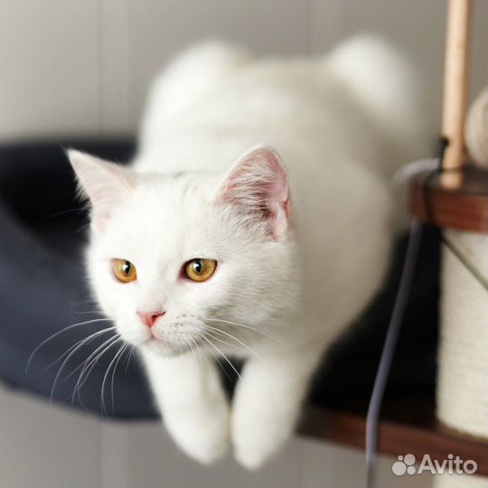 Кошечка Клэр 1 год