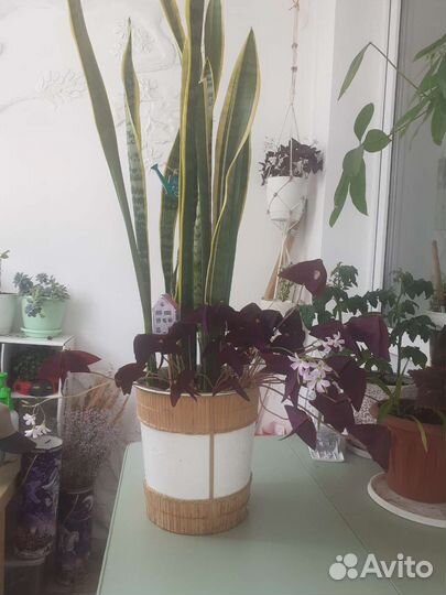 Сансевьерия и кислица