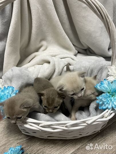 Котята европейской бурмы