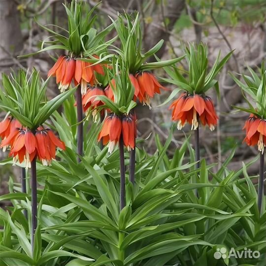 Рябчик императорский луковицы