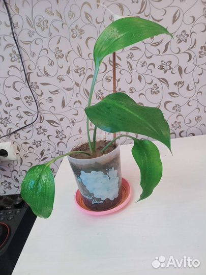 Эухарис амазонская лилия