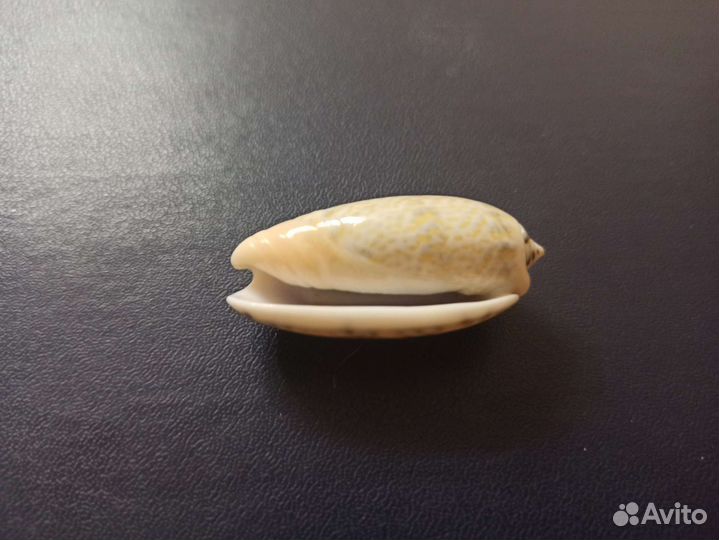 Морская раковина