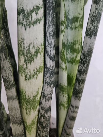 Сансевиерия