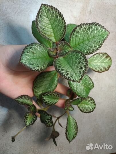 Эписции и бегонии