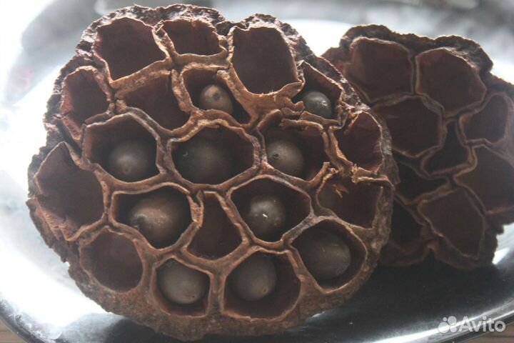 Лотос Комарова/Орехоносный семена