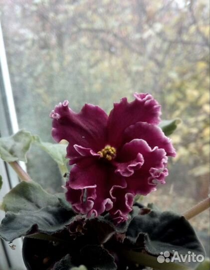 Укоренённые листья сортовых фиалок