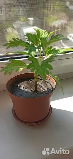 Комнатные растения цветы