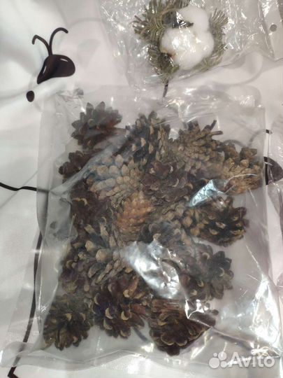 Декоративные растения