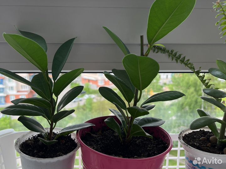 Фикус мокламе