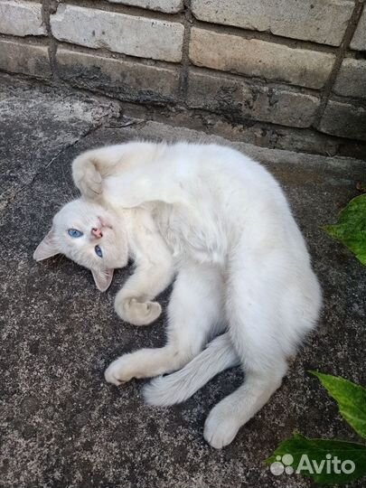 Кошка