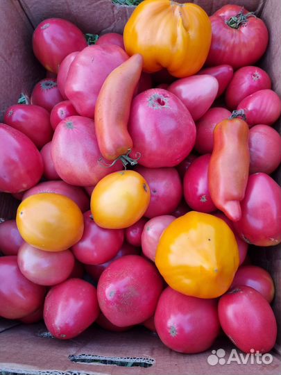 Помидоры домашние