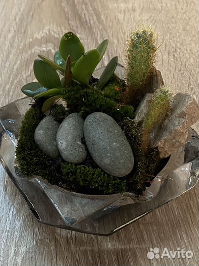 Флорариум Город в табакерке