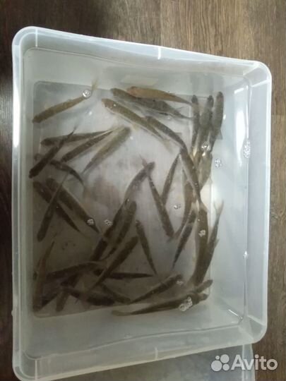 Живец плотва