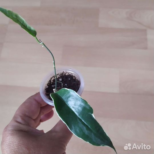 Хойи сортовые