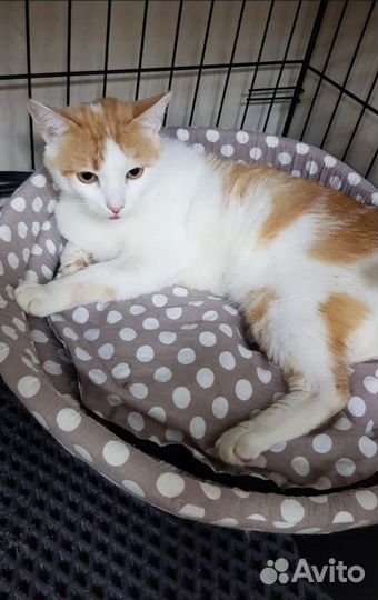 Квартирная передержка кота