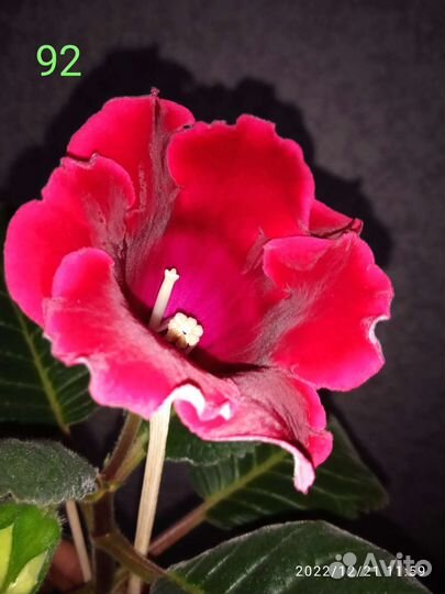 Глоксиния махровая