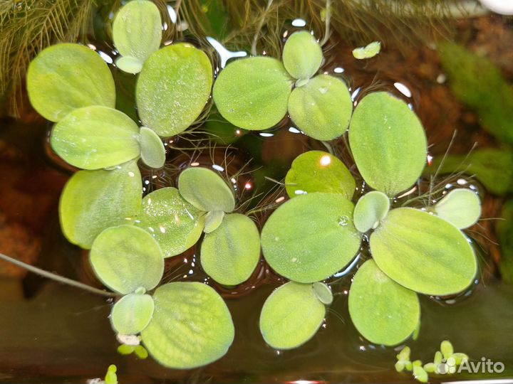 Водоросли (Перистолистник (Уруть), Пистия